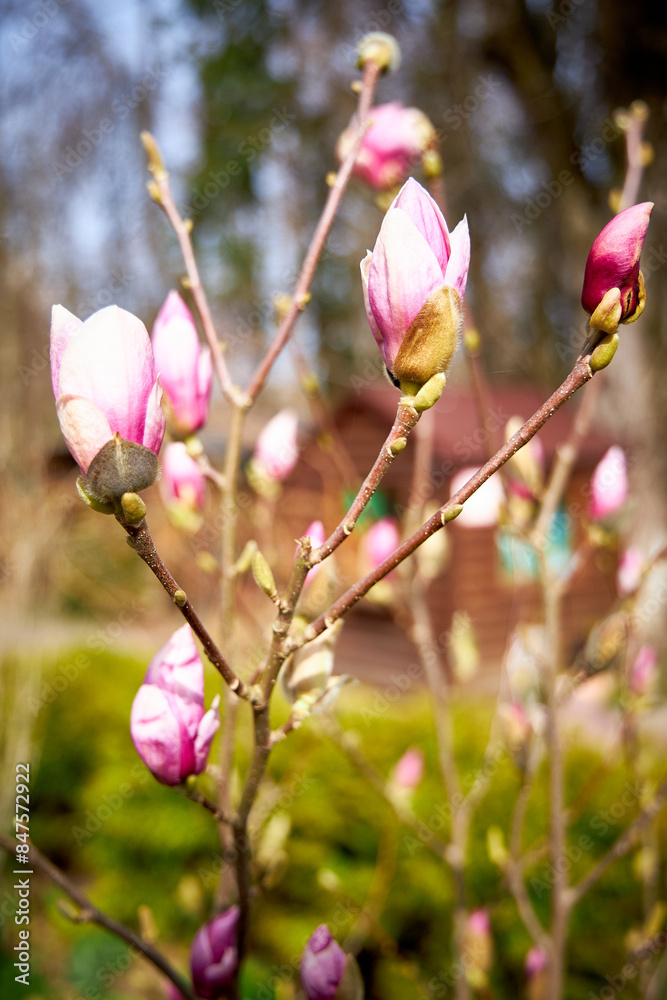 Fototapeta premium Several magnolia buds that have not yet opened, with soft pink petals on a blurred background.
