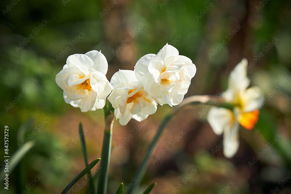 Daffodils with white petals and bright yellow centers in a flowerbed. The flowers are in full bloom. Daffodils with white petals and bright yellow centers in a flowerbed. The flowers are in full bloom.