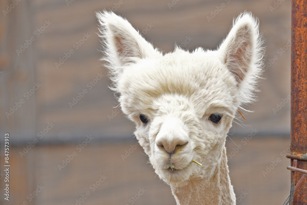Obraz premium Closeup of Young alpaca eating straw after shearing 