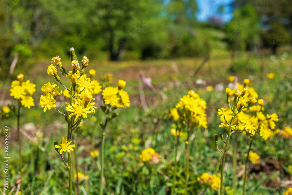 Obraz premium Leafless hawk's-beard flowers on a sunny meadow