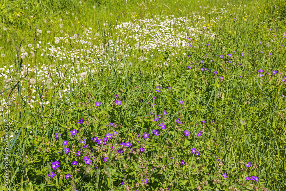 Flowering Wood cranesbill and Daisy flowers on a meadow Flowering Wood cranesbill and Daisy flowers on a meadow