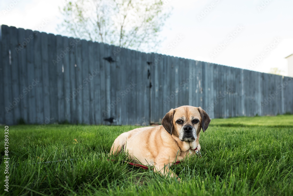 Sweet Puggle dog laying in grass in front of weathered fence
