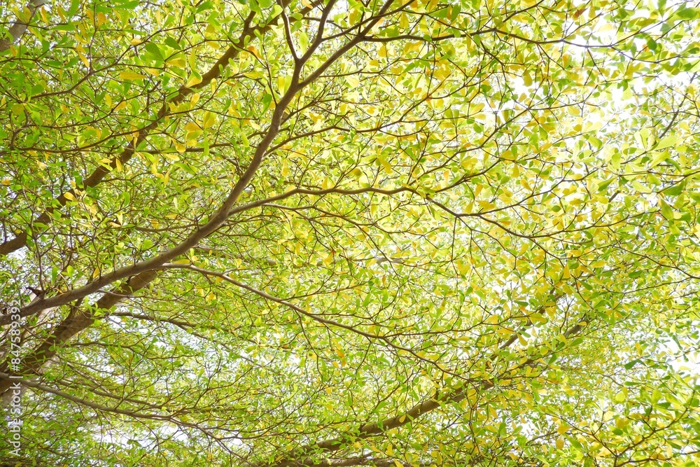 Fototapeta premium Fresh Black Afara branch or Ivory Coast almond plant in garden with green blur background