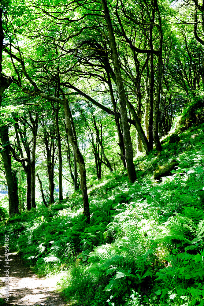 Fototapeta premium green landscape on the isle of mull