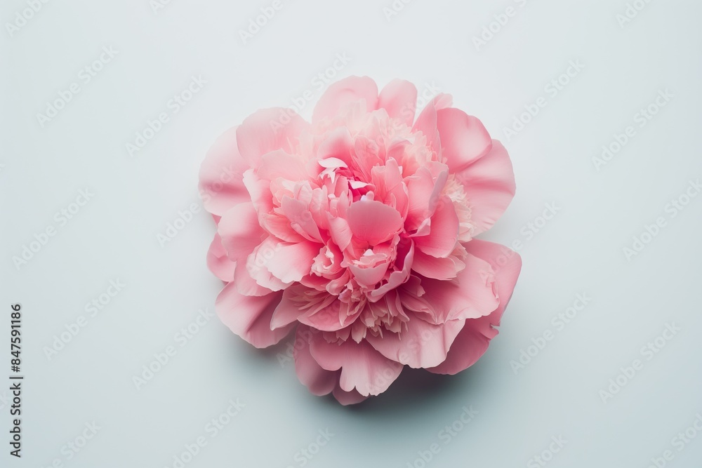 Photo of a pink peony in full bloom on a white plain background. The peony has layers of soft, ruffled petals with a rich pink color. Photo of a pink peony in full bloom on a white plain background. The peony has layers of soft, ruffled petals with a rich pink color.