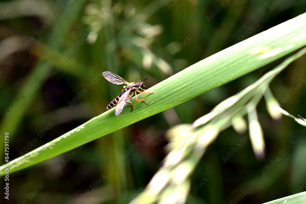 Macro of a robber fly, Dioctria linearis, female on a leaf. High quality photo Macro of a robber fly, Dioctria linearis, female on a leaf. High quality photo