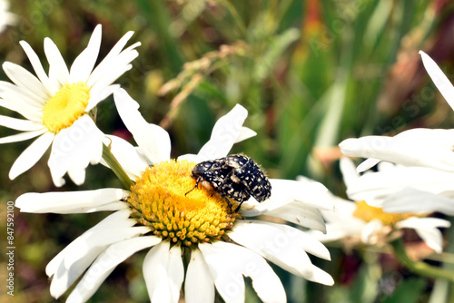 two Tropinota, Epicometis hirta, beetles on a pink camomile flower . Insects harm the flowers. High quality photo photo