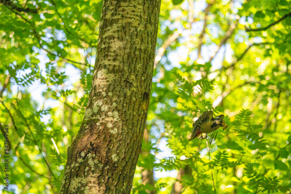 Fototapeta premium The great spotted woodpecker, Dendrocopos major summer breeding time