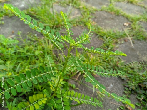 Meniran (Phyllanthus niruri) is a herbal plant that has antioxidant 1 photo