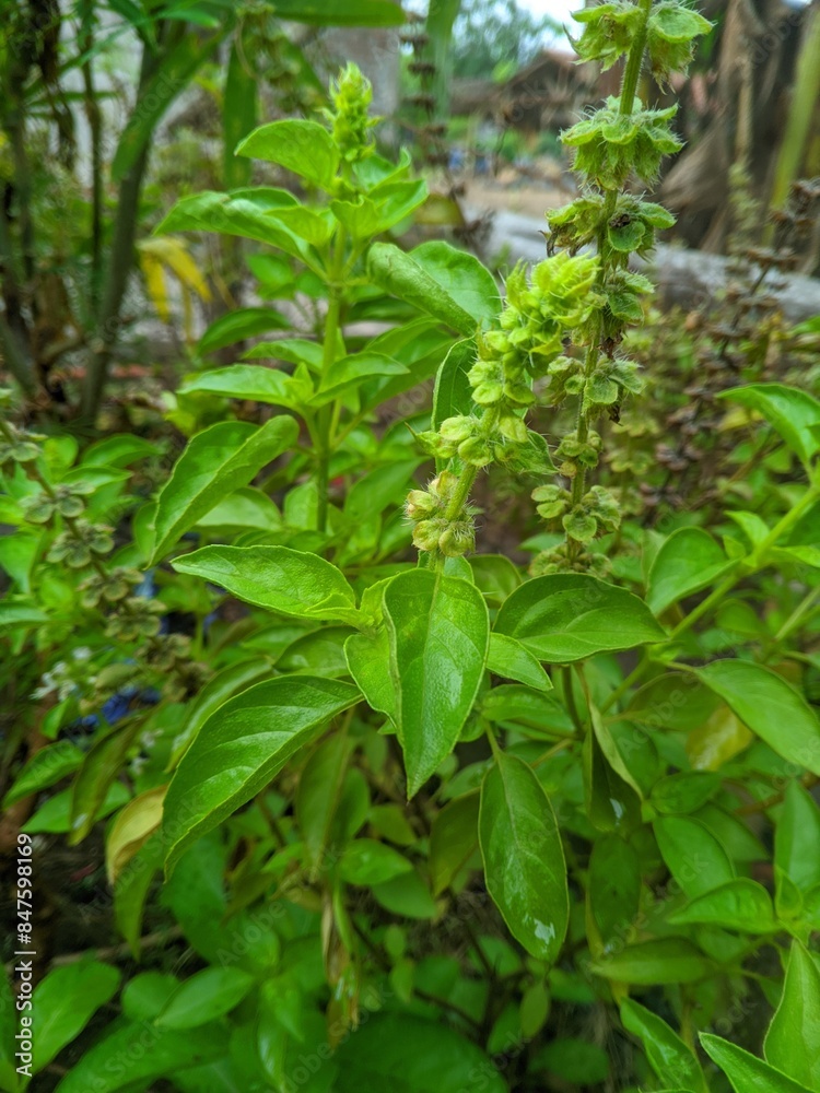 Kemangi or basil leaves (Ocimum sanctum) 1 Kemangi or basil leaves (Ocimum sanctum) 1