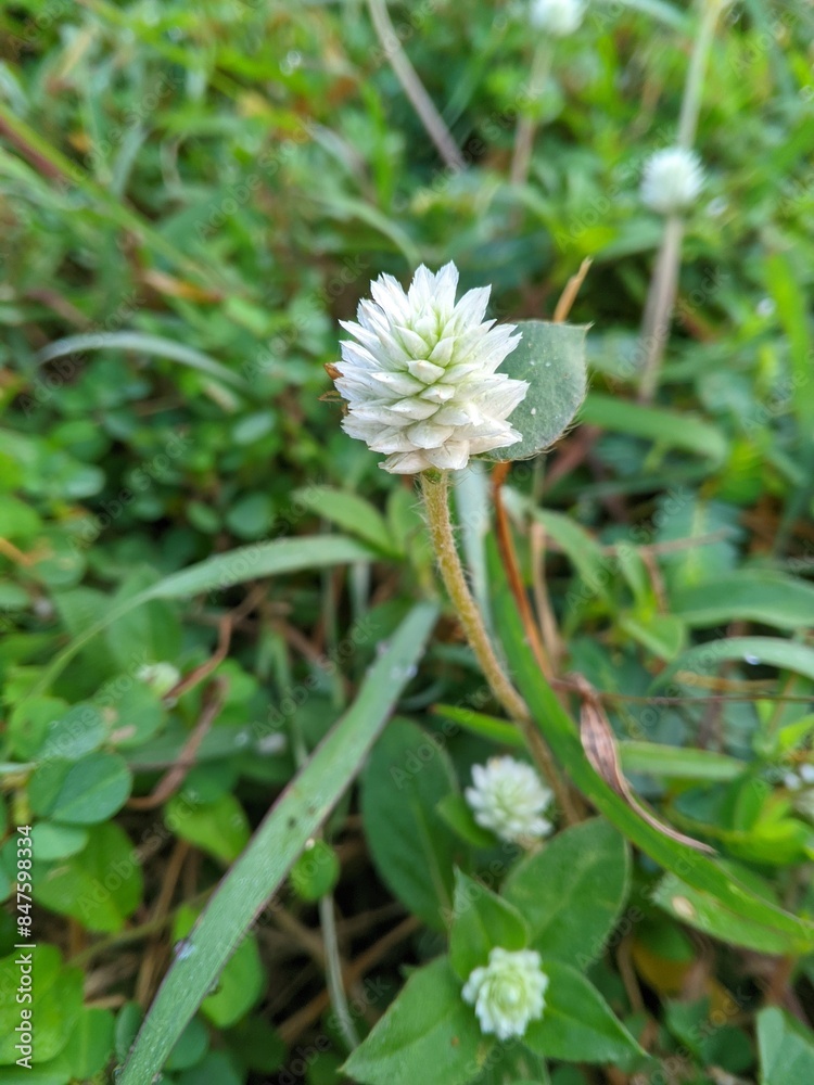 Kenop flower or Gomphrena globosa is a wild plant in the yard D Kenop flower or Gomphrena globosa is a wild plant in the yard D