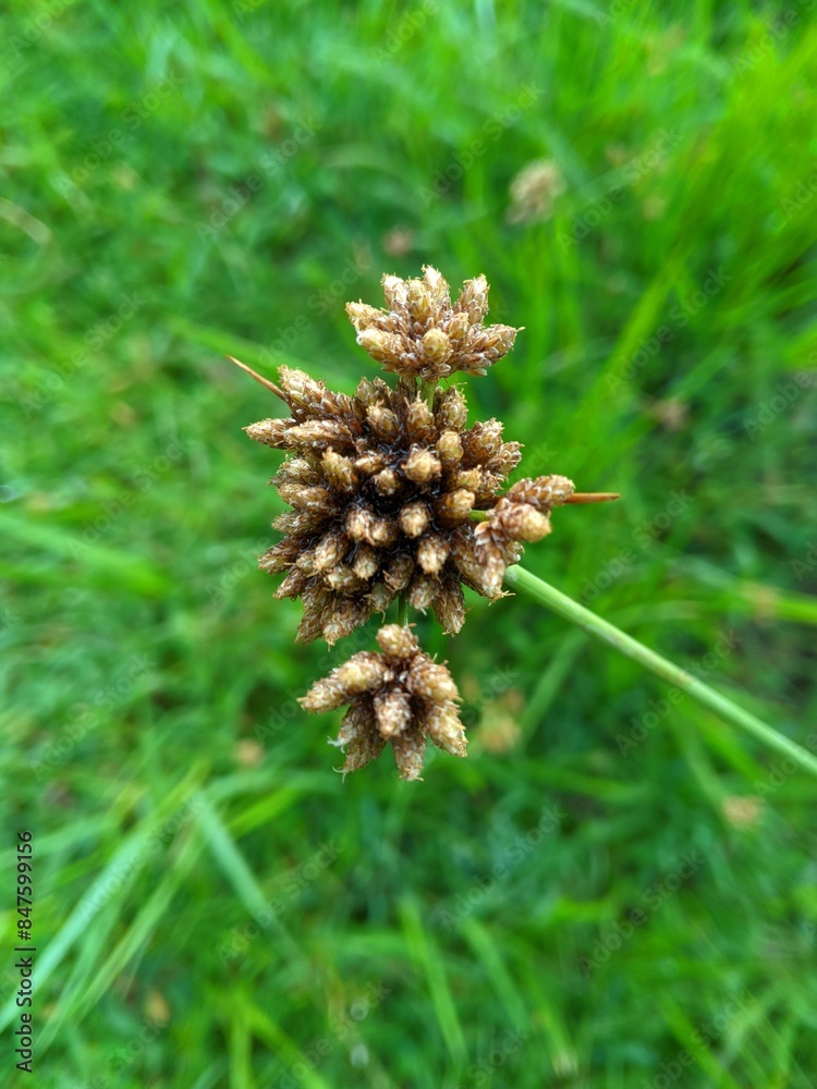 Cyperus difformis or Jukut papayungan grass 2
Cyperus difformis or Jukut papayungan grass 2