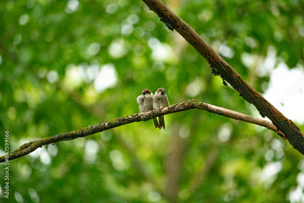Two cute fledgling baby birds, House Sparrows