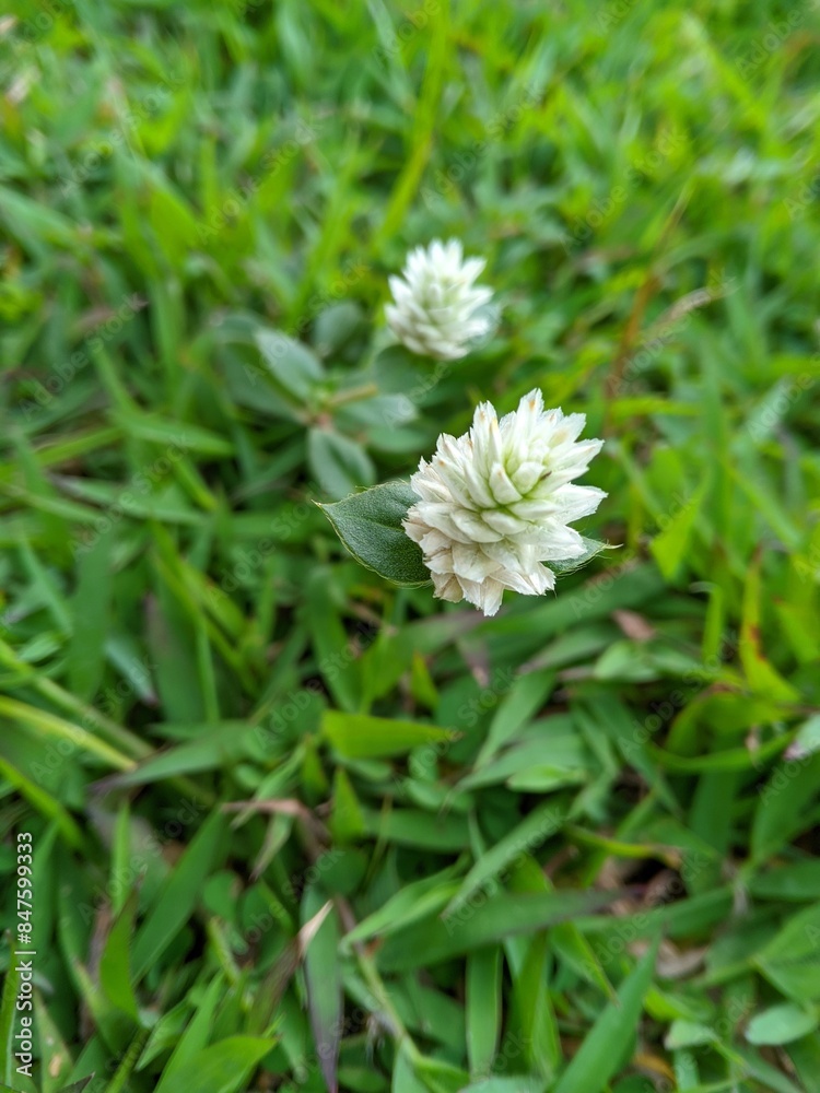 Kenop flower or Gomphrena globosa  is a wild plant in the yard A
