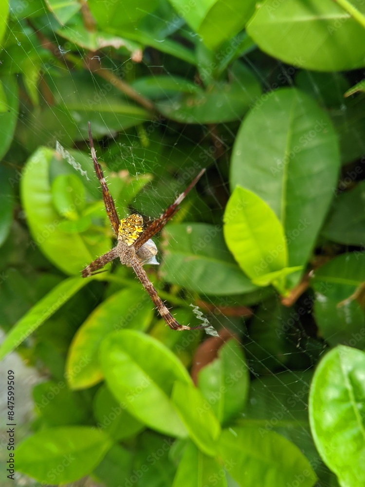 Spiders (Argiope appensa) make nests among leaves 1 Spiders (Argiope appensa) make nests among leaves 1