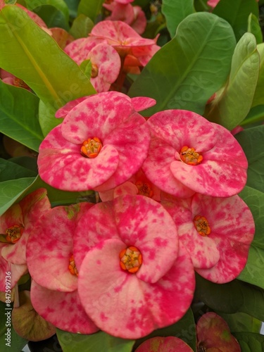 The Beauty of Euphorbia Flowers A