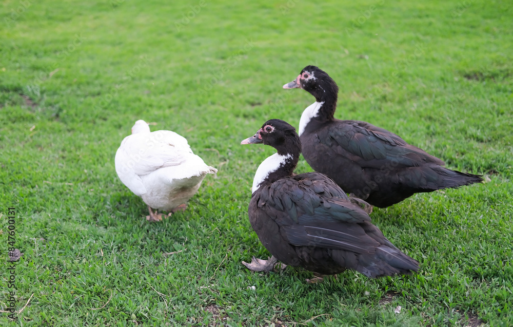 Domestic Muscovy ducks walk on green meadow on hot sunny summer day. Agricultural yard concept. Selective focus. Domestic Muscovy ducks walk on green meadow on hot sunny summer day. Agricultural yard concept. Selective focus.