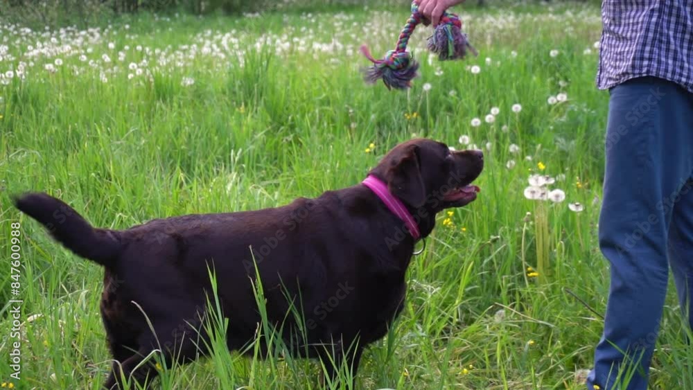 guy tries to play with the dog, holds the toy in front of her and shakes it. dog does not react, does not want to play. guy tries to play with the dog, holds the toy in front of her and shakes it. dog does not react, does not want to play.