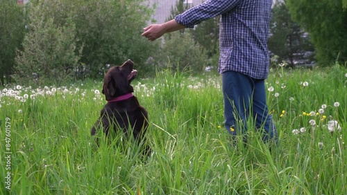 man in a plaid shirt gives commands to his dog and demands their fulfillment. raising pet.