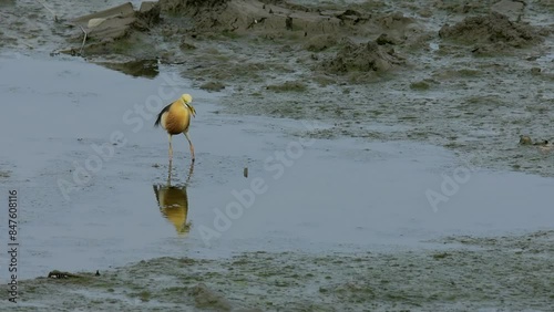 Hunter bird Javan pond heron or Ardeola speciosa fishing in the wetland near the river.