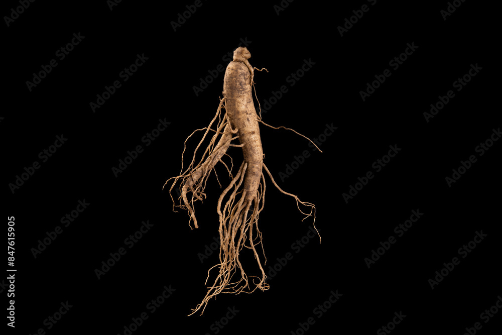 Fototapeta premium Chinese medicinal herb ginseng roots isolated on white background.