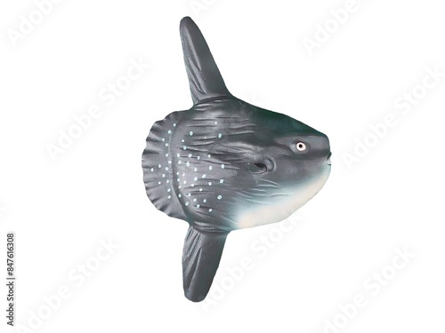 miniature sunfish on a white background