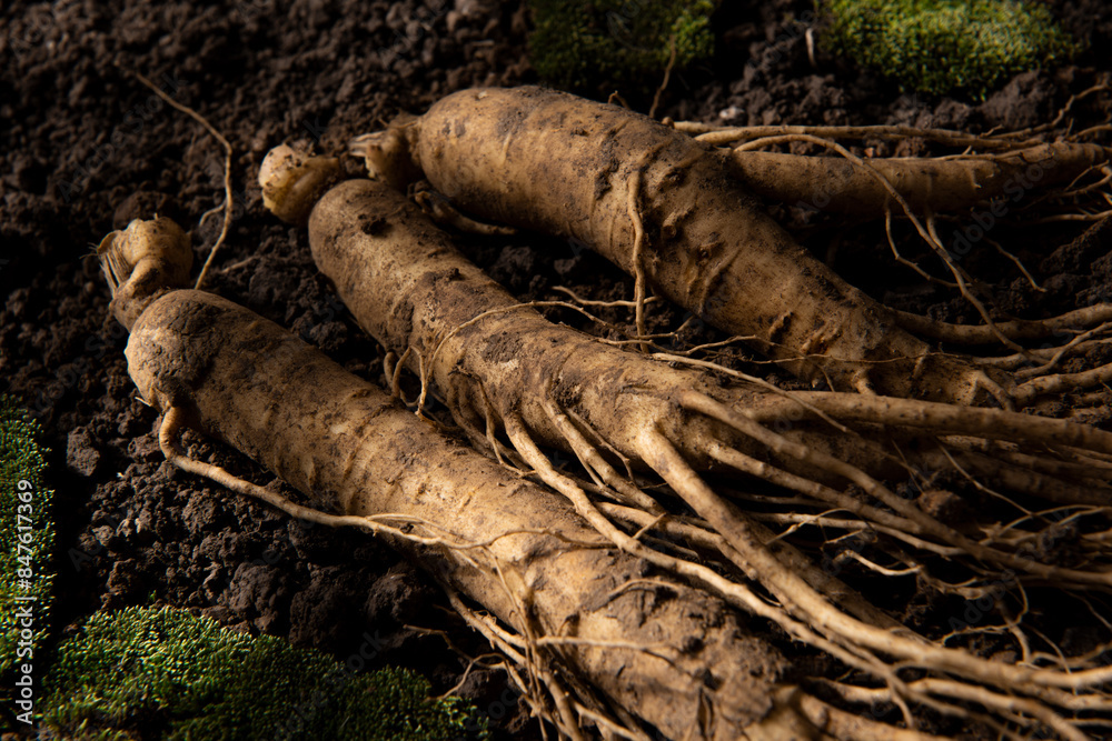 Chinese herbal medicine fresh ginseng on the soil.