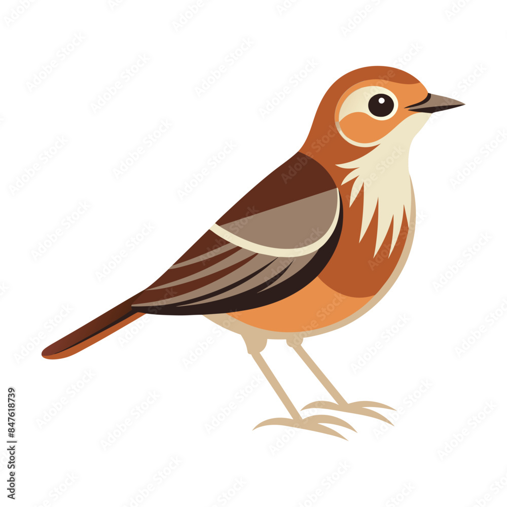 Obraz premium Pipit bird isolated on white background