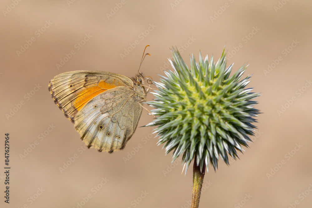 large butterfly feeding on spiky flower, Esperarge clymene large butterfly feeding on spiky flower, Esperarge clymene