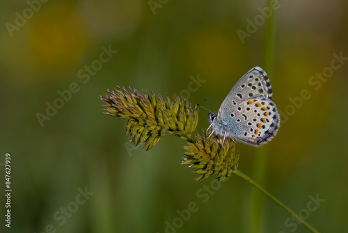 tiny butterfly hiding in the grass, Polyommatus loewii photo