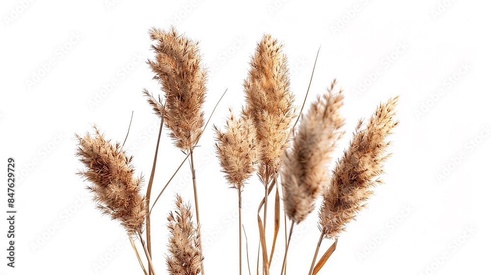 dry common bulrush reeds isolated on white background