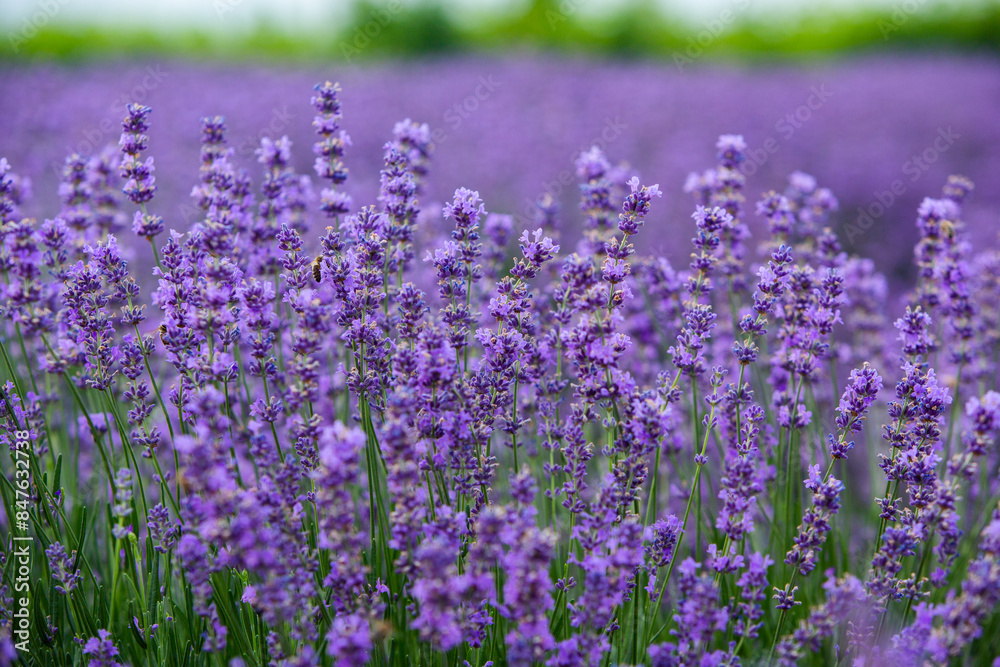 Naklejka premium Photo with violet lavender blooming flowers. Beautiful purple flowering plant. 