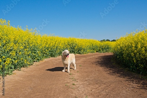 Golden Retriever in Rapeseed Field in Rural Latvia in Spring