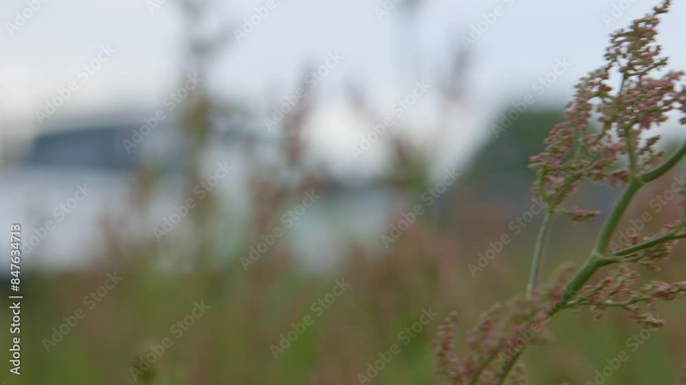 Close-up of delicate pink wildflowers with soft focus background in natural light Close-up of delicate pink wildflowers with soft focus background in natural light