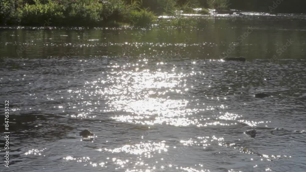 Sunlight sparkling on a serene river with lush greenery in the background, close-up Sunlight sparkling on a serene river with lush greenery in the background, close-up