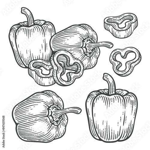 Set of Hand Drawn Bell Pepper, Engraving Style Vector Illustration