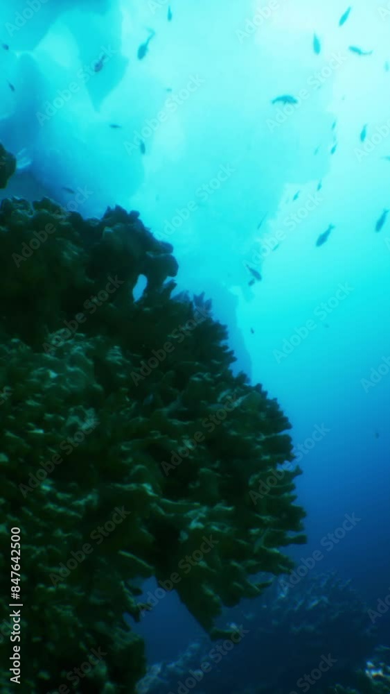 A vibrant coral reef teeming with diverse marine life A vibrant coral reef teeming with diverse marine life