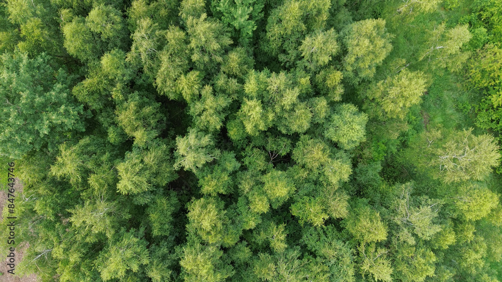 Fototapeta premium forest wilderness shown top down. vibrant green.