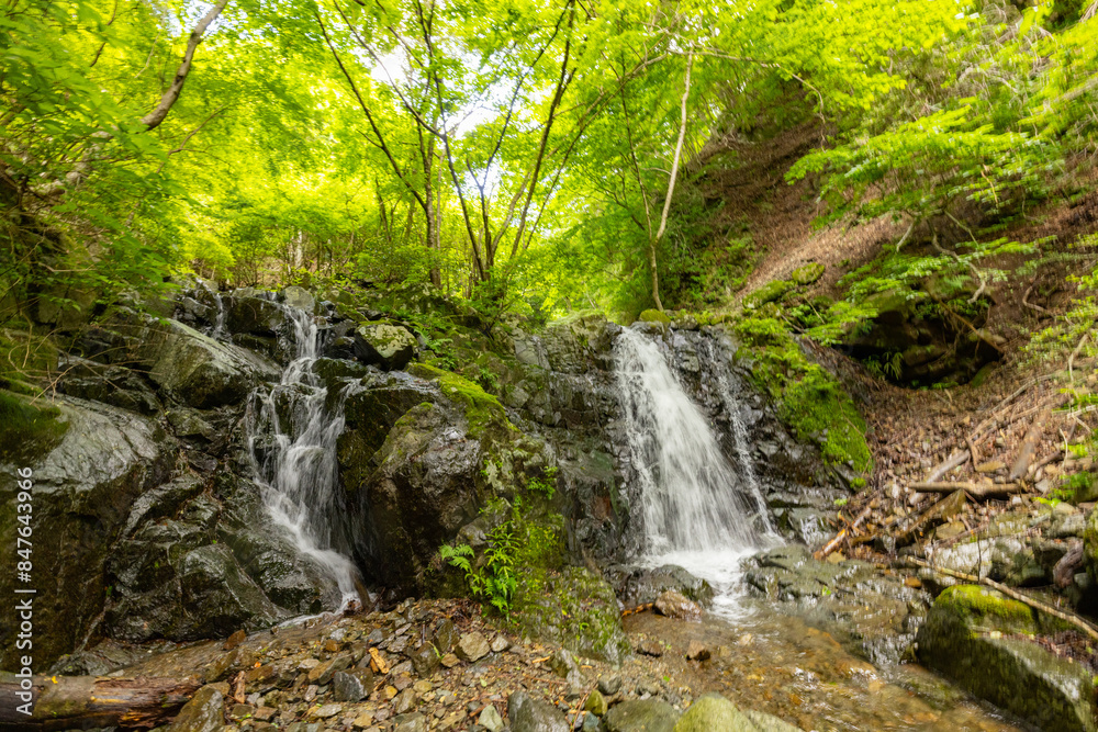 新緑の沢登り 新緑の沢登り