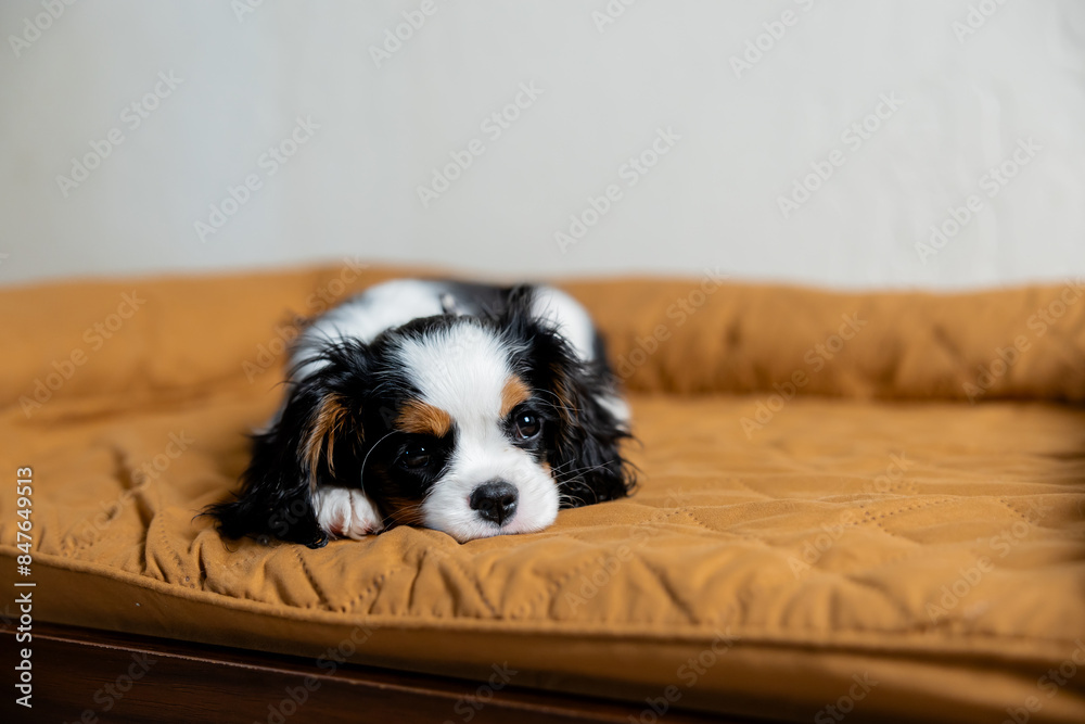 Cavalier King Charles spaniel puppy laying on her dog bed Cavalier King Charles spaniel puppy laying on her dog bed