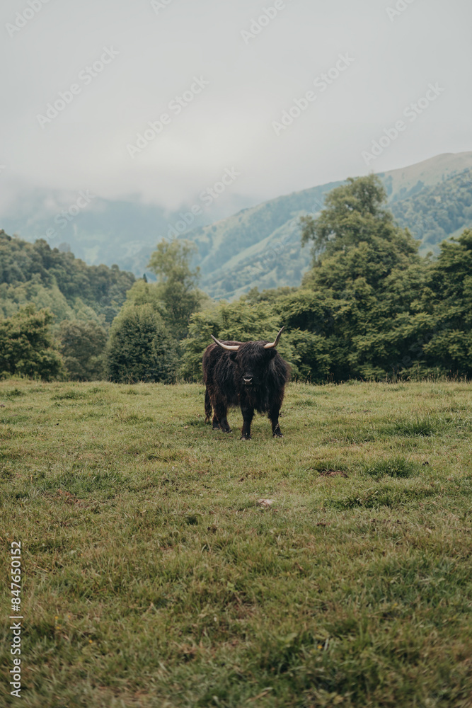 Black Scottish Highland Cow North Carolina Black Scottish Highland Cow North Carolina