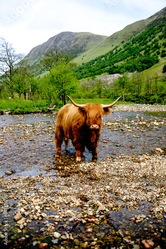 highland coo grazing in a pasture photo