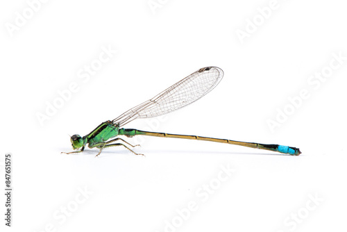 green damselfly isolated on white background.