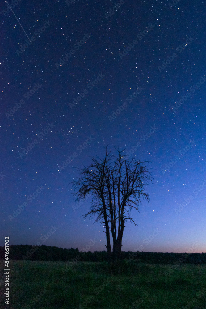 tree in the night sky