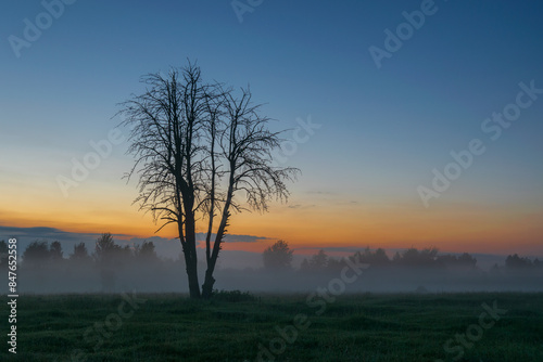 a dry tree in the morning field