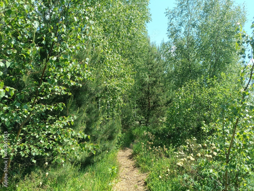 Rekyva forest during sunny summer day. Pine and birch tree woodland. Blueberry bushes are growing in woods. Sunny day with white and gray clouds in sky. Summer season. Nature. Rekyvos miskas. Rekyva forest during sunny summer day. Pine and birch tree woodland. Blueberry bushes are growing in woods. Sunny day with white and gray clouds in sky. Summer season. Nature. Rekyvos miskas.