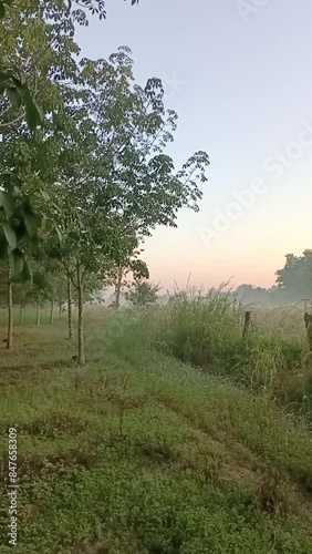 landscape, tree, sky, field, nature, grass, meadow, 