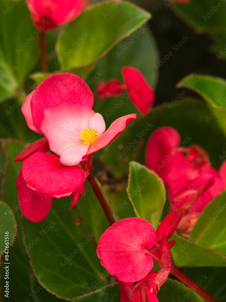 Begonias are common greening plants and flowers in China, and they are also a traditional Chinese medicine. Begonias are common greening plants and flowers in China, and they are also a traditional Chinese medicine.