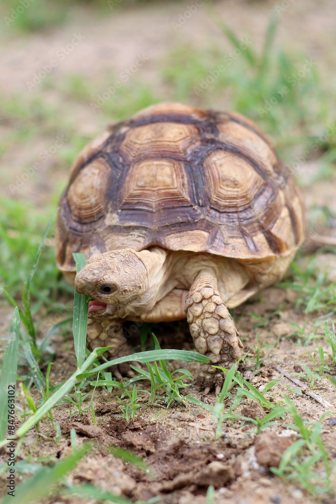 African Sulcata Tortoise Natural Habitat,Close up African spurred tortoise resting in the garden, Slow life ,Africa spurred tortoise sunbathe on ground with his protective shell ,Beautiful Tortoise African Sulcata Tortoise Natural Habitat,Close up African spurred tortoise resting in the garden, Slow life ,Africa spurred tortoise sunbathe on ground with his protective shell ,Beautiful Tortoise