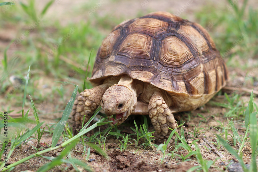 African Sulcata Tortoise Natural Habitat,Close up African spurred tortoise resting in the garden, Slow life ,Africa spurred tortoise sunbathe on ground with his protective shell ,Beautiful Tortoise African Sulcata Tortoise Natural Habitat,Close up African spurred tortoise resting in the garden, Slow life ,Africa spurred tortoise sunbathe on ground with his protective shell ,Beautiful Tortoise